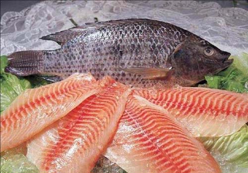Iqf tilapia fish